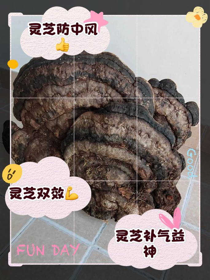 痛风患者可以吃灵芝吗