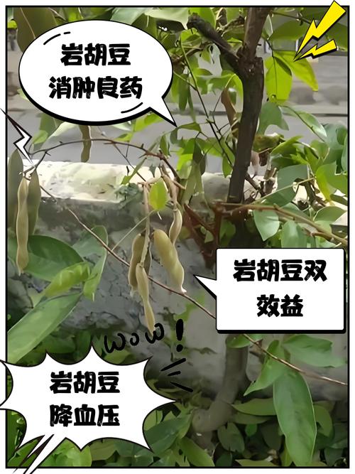 胡豆痛风患者可以吃吗