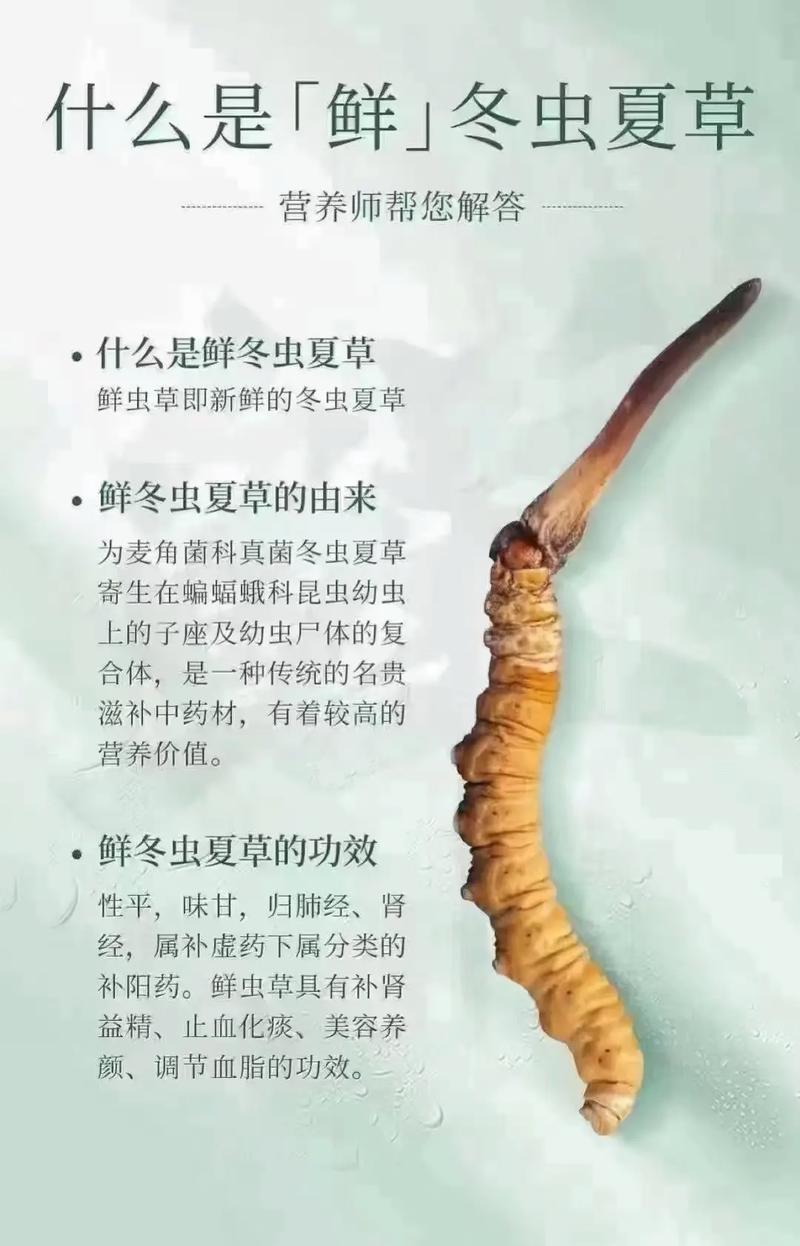 冬虫夏草痛风可以吃吗