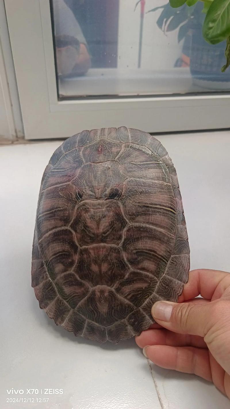 乌龟壳 黑木耳 痛风