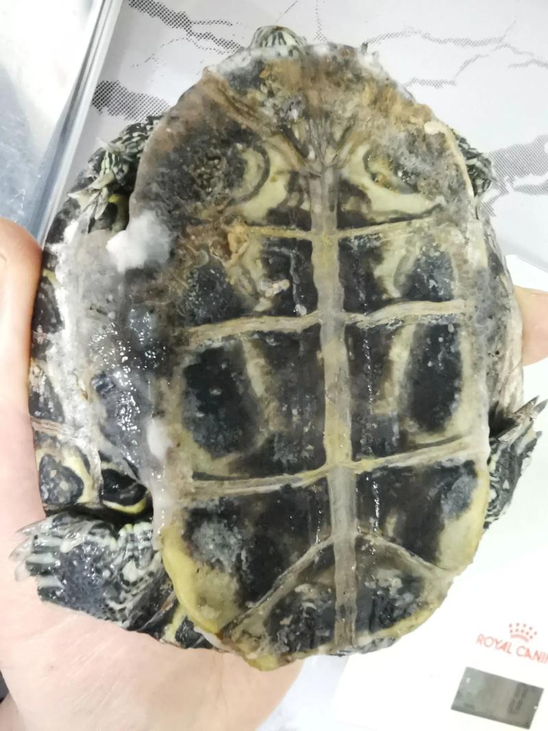 乌龟壳 黑木耳 痛风