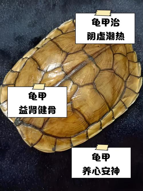 乌龟壳 黑木耳 痛风