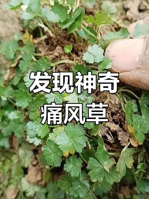 治疗痛风的中药有什么