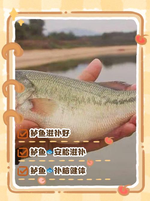 痛风病人可以吃鲈鱼吗