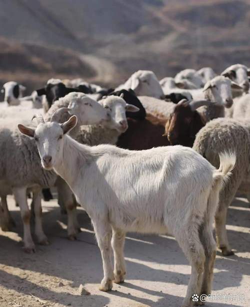 痛风羊痛风羊可以吃吗