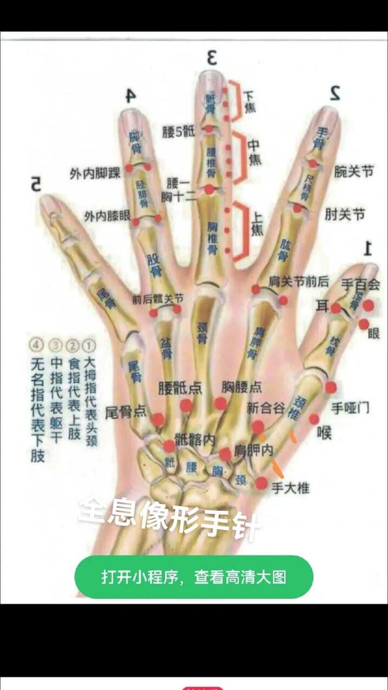 左常波针灸手诊全息图