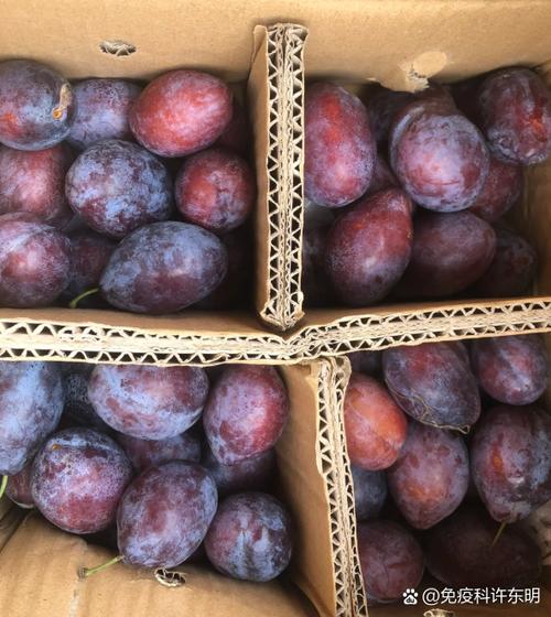 痛风的人可以吃西梅吗