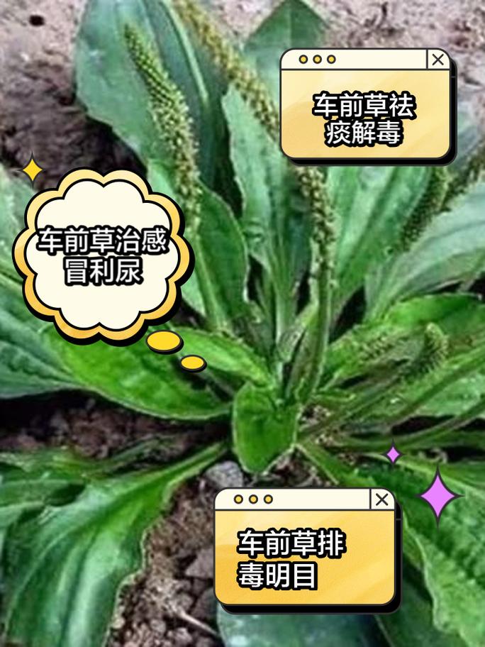 车前草搭配什么治痛风