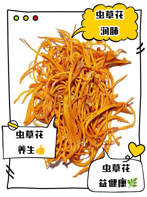 痛风的人能吃虫草花吗