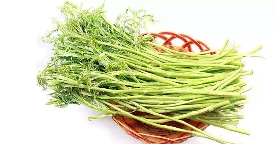 芦蒿痛风患者可以吃吗