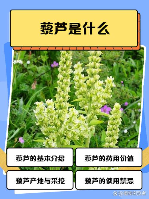 芦蒿痛风患者可以吃吗