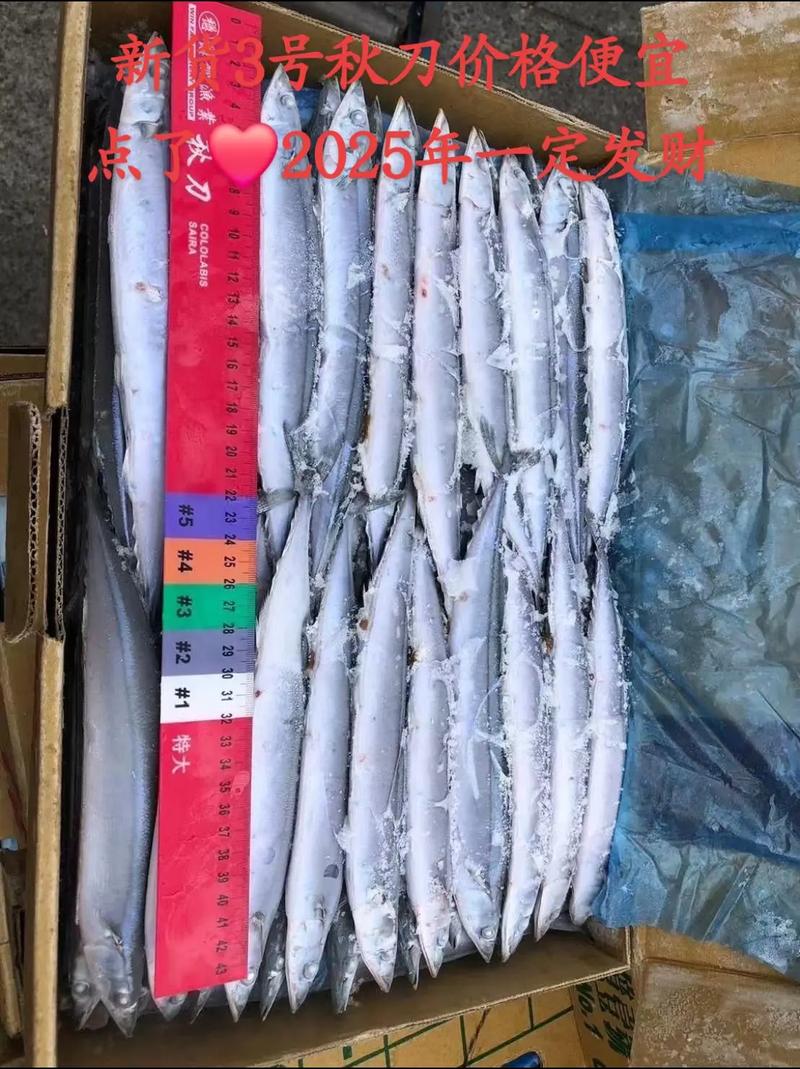 痛风患者能吃秋刀鱼吗