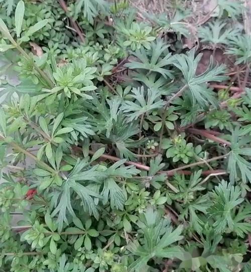 关节痛风湿痛百草药图