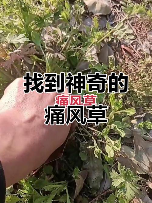 关节痛风湿痛百草药图