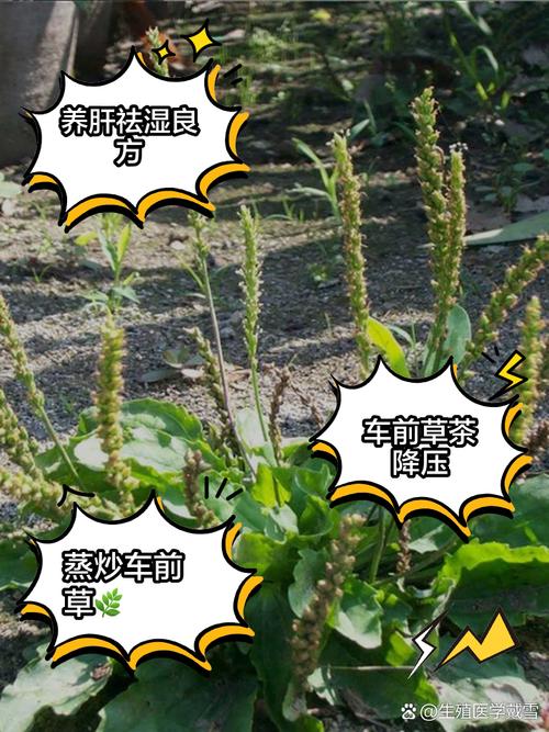 痛风喝车前草有效果吗