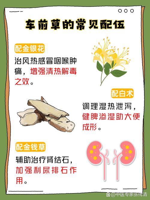 痛风喝车前草有效果吗