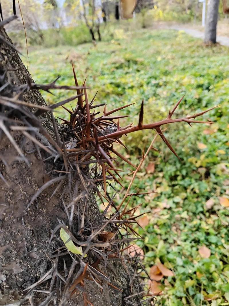皂角钉子泡酒治痛风吗