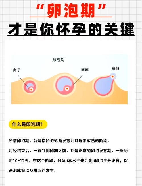 卵泡期第三天安全期吗