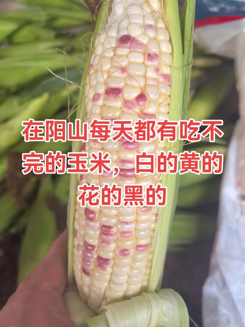 尿酸高痛风能吃玉米吗