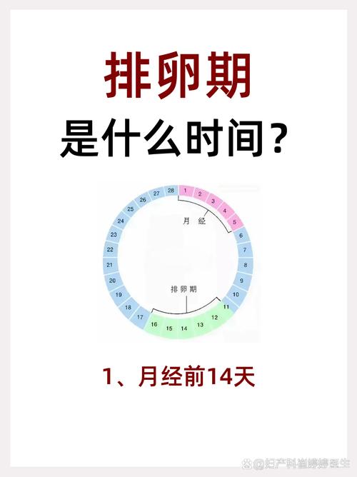 啥是安全期啥是排卵期