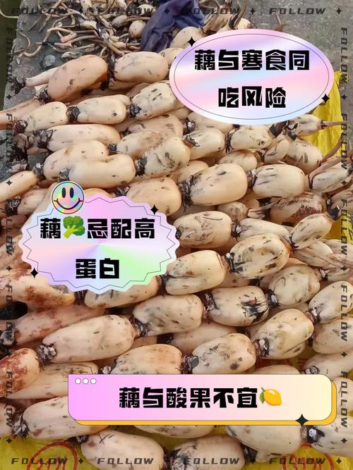 尿酸高痛风可以吃藕吗