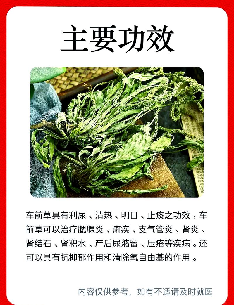 车前草治痛风如何使用