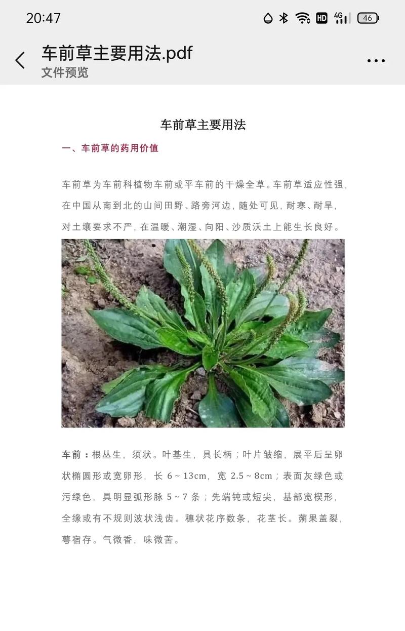 车前草治痛风如何使用