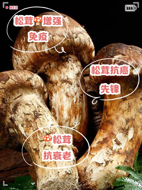 痛风患者可以吃松茸吗