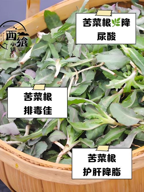 治痛风苦苣根在那买的