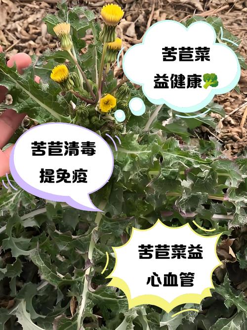 治痛风苦苣根在那买的