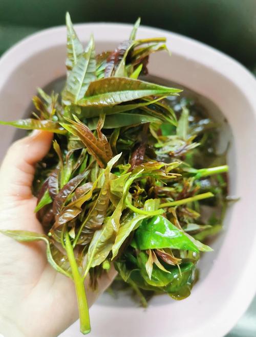 痛风患者可以吃香椿吗