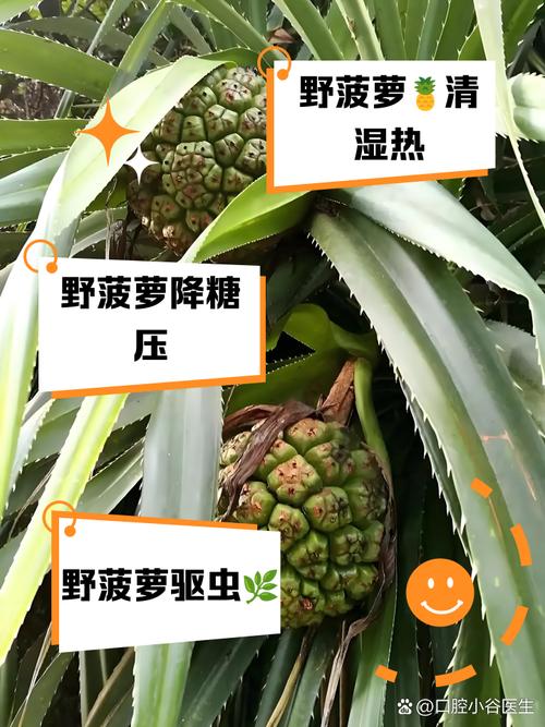 针灸减肥能吃菠萝吗