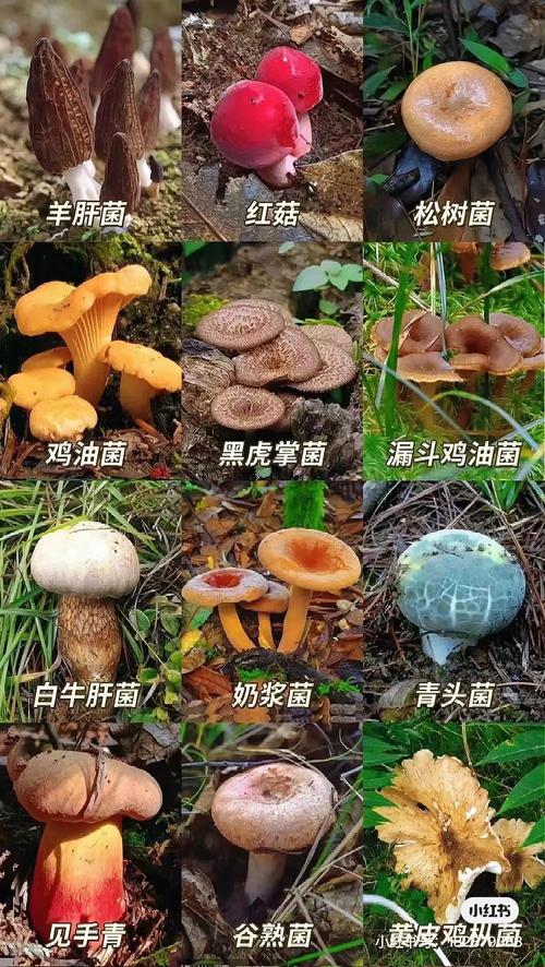 痛风可以吃野生菌子吗