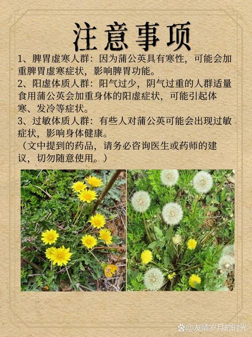 蒲公英对痛风有作用吗