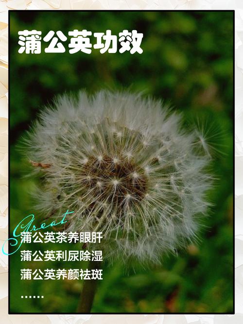 蒲公英对痛风有作用吗