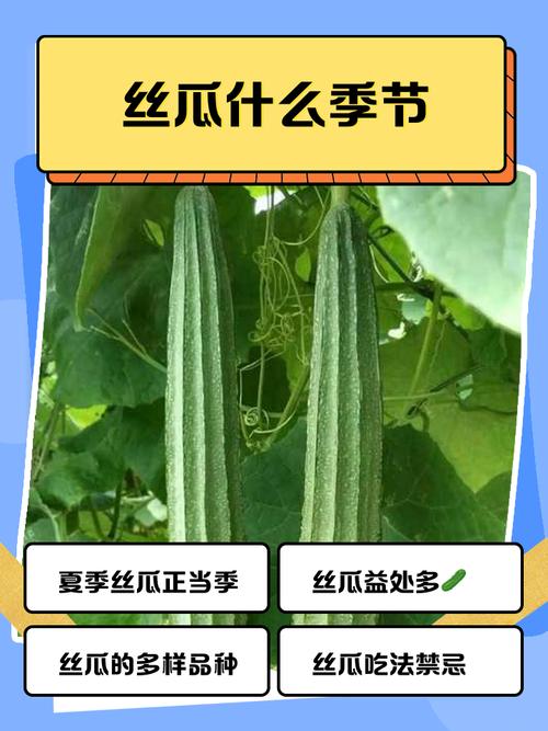 丝瓜痛风的人可以吃吗