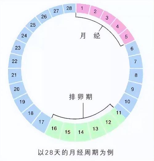 月经周期安全期怎么算