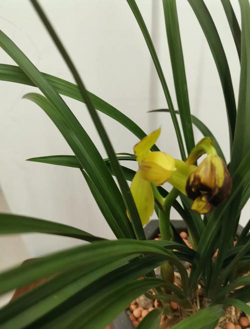 针灸通经络效果怎样