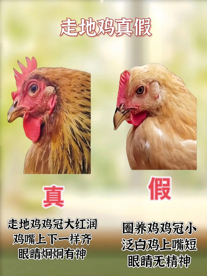 重庆桥南村的鸡安全吗