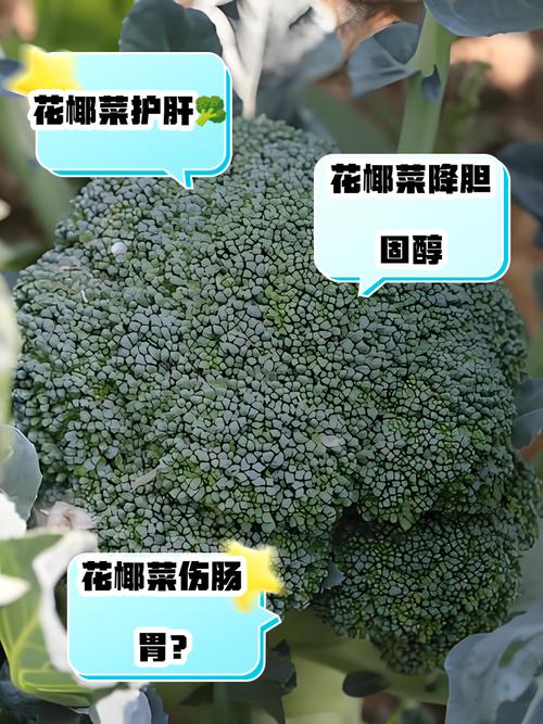 痛风患者可以吃花菜吗