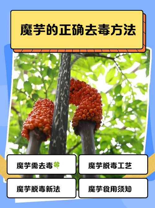 痛风病人能不能吃魔芋