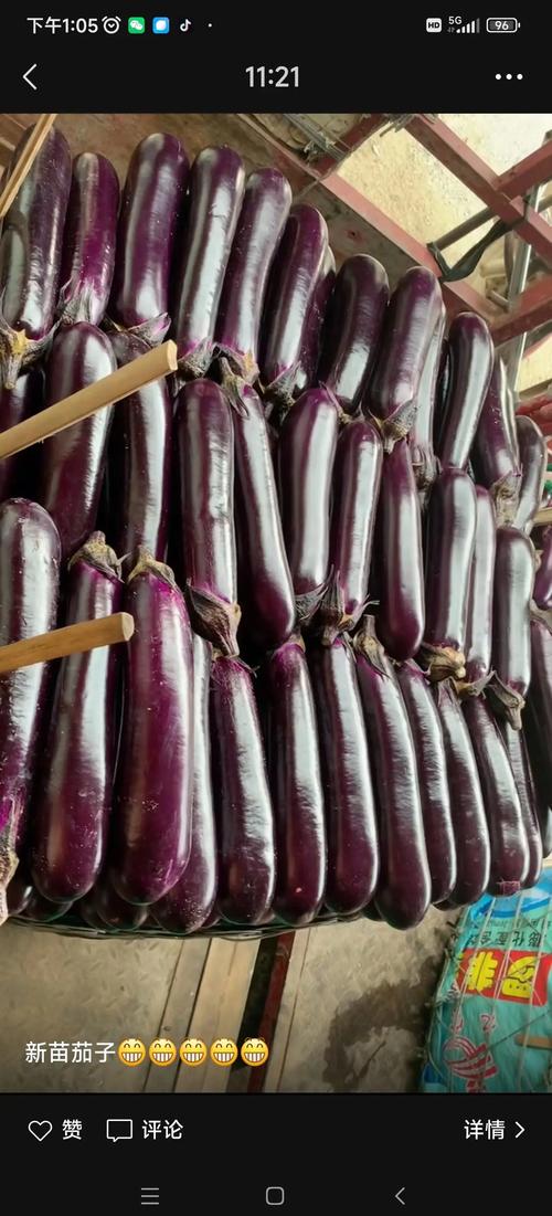 尿酸高痛风能吃茄子吗