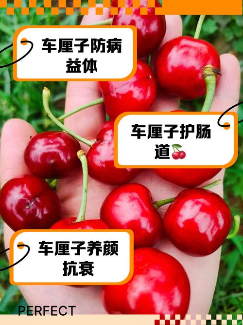 车厘子对痛风有好处吗