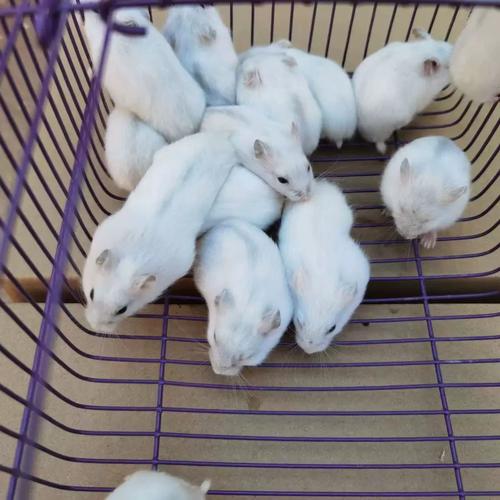 小摊上买的仓鼠安全吗