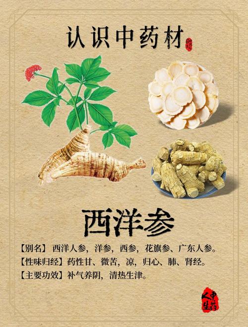 痛风病人能吃西洋参吗