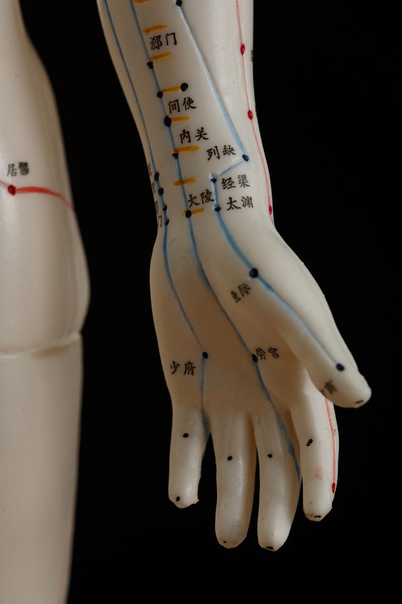 女性真人针灸经络图