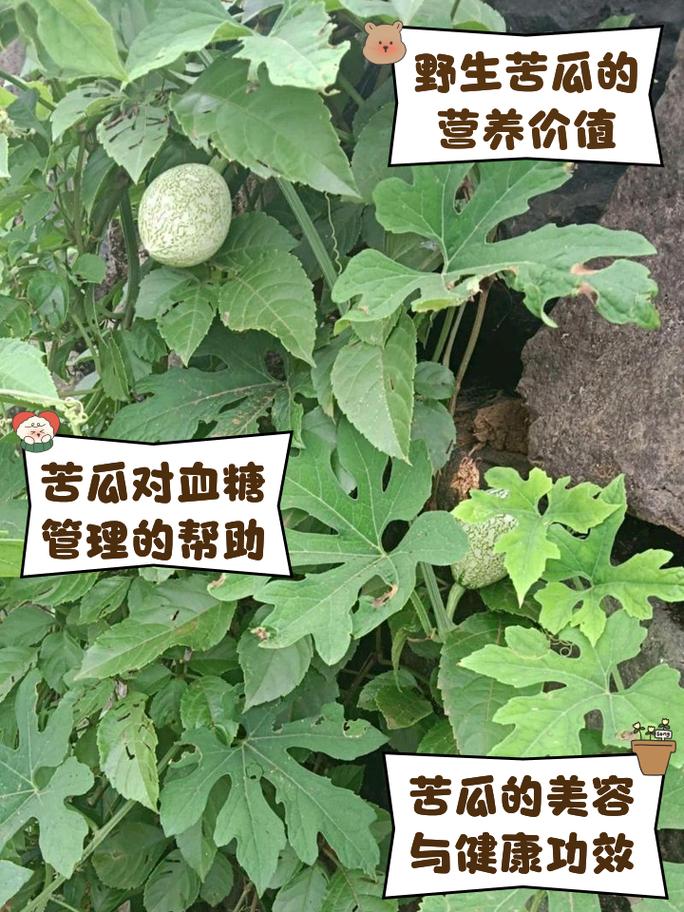 苦瓜对痛风有什么好处