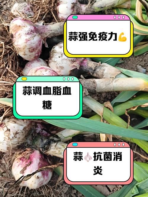 吃大蒜对痛风有好处吗