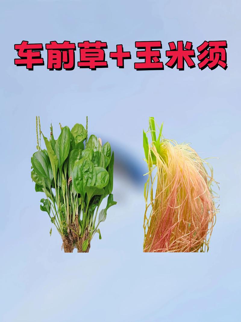 车前草玉米须治痛风吗