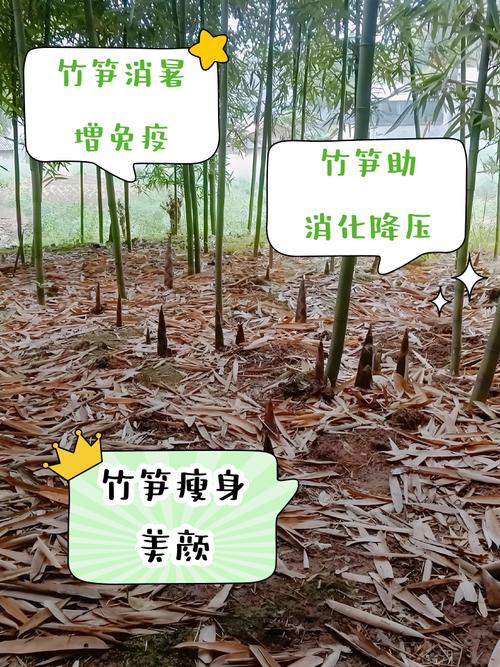 痛风为什么不能吃竹笋